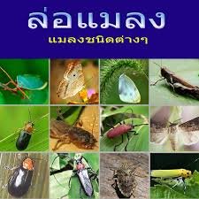 หลอดแบล็คไลท์ T8 18W ยาว 60 CM หลอดล่อแมลง ตั๊กแตน แมงดา ตรวจธนบัตรปลอม ไฟเรืองแสง เวที การแสดง - Image 7